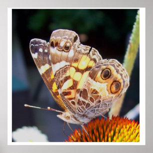 Schmetterlingsmuster Poster