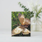SchmetterlingsNatur Postkarte (Stehend Vorderseite)