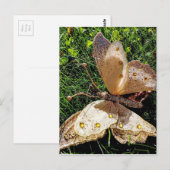 SchmetterlingsNatur Postkarte (Vorne/Hinten)