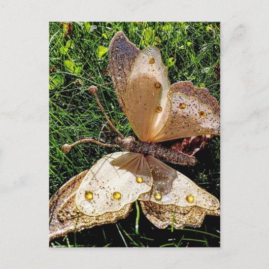 SchmetterlingsNatur Postkarte (Vorderseite)