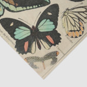 Schmetterlingspapier Seidenpapier (Ausschnitt)