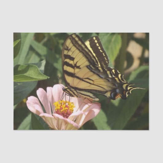 Schmetterlingspapier Seidenpapier (Vorderseite)