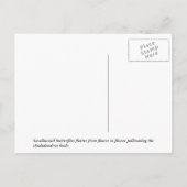 Schmetterlingsparadies Postkarte (Rückseite)