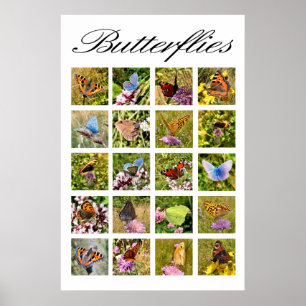 Schmetterlingsplakat Poster