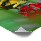 Schmetterlingsposter Poster (Ecke)