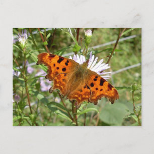 Schmetterlingspostkarte - Komma Postkarte