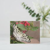 Schmetterlingspostkarte Postkarte (Stehend Vorderseite)