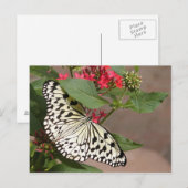Schmetterlingspostkarte Postkarte (Vorne/Hinten)