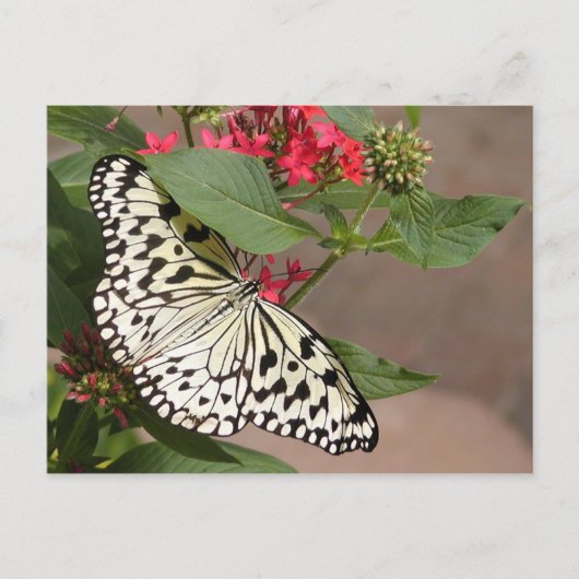 Schmetterlingspostkarte Postkarte (Vorderseite)