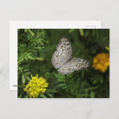 Schmetterlingspostkarte Postkarte (Vorne/Hinten)