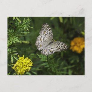 Schmetterlingspostkarte Postkarte