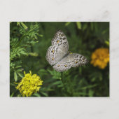 Schmetterlingspostkarte Postkarte (Vorderseite)