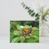 Schmetterlingspostkarte Postkarte (Stehend Vorderseite)