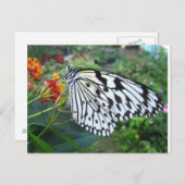 Schmetterlingspostkarte Postkarte (Vorne/Hinten)