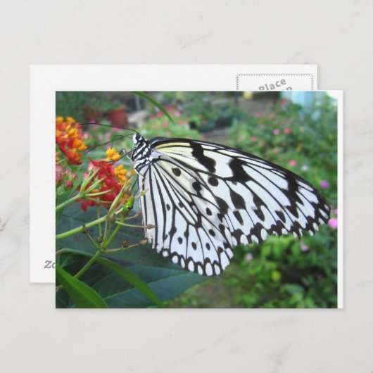 Schmetterlingspostkarte Postkarte (Vorne/Hinten)
