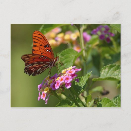 Schmetterlingspostkarte Postkarte (Vorderseite)