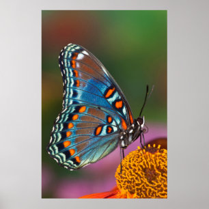 Schmetterlingsprofil auf einer Blume Poster