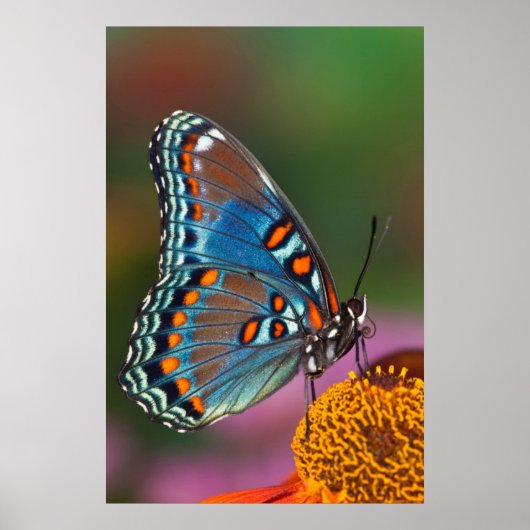 Schmetterlingsprofil auf einer Blume Poster (Vorne)