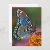 Schmetterlingsprofil auf einer Blume Postkarte (Vorne/Hinten)