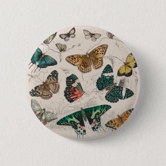 Schmetterlingssammlung antike Aquarellbutter Button (Vorderseite)