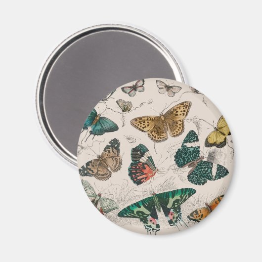 Schmetterlingssammlung antike Aquarellbutter Magnet (Vorderseite/Rückseite)