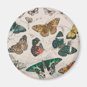 Schmetterlingssammlung antike Aquarellkunst Schmet Magnet