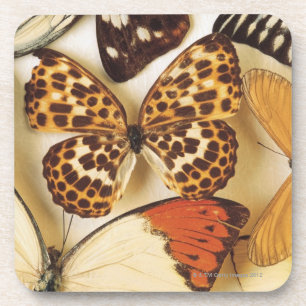 Schmetterlingssammlung Getränkeuntersetzer