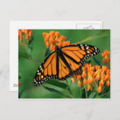 Schmetterlingsschmetterling Postkarte (Vorne/Hinten)