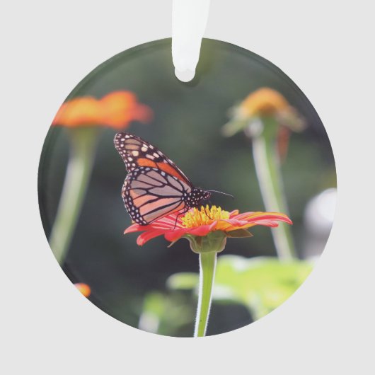 Schmetterlingsschmuck Ornament (Vorderseite)
