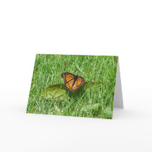 Schmetterlingssommer