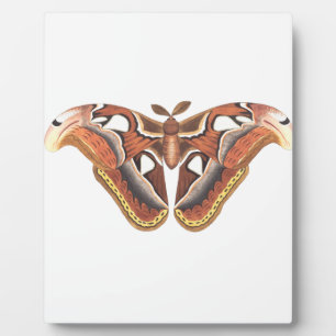 Schmetterlingstierinsekt abgeschieden fotoplatte