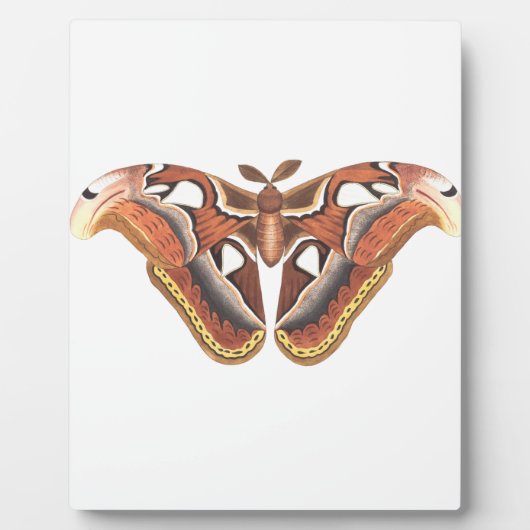 Schmetterlingstierinsekt abgeschieden fotoplatte (Vorderseite)