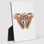 Schmetterlingstierinsekt abgeschieden fotoplatte (Seite)