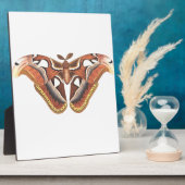 Schmetterlingstierinsekt abgeschieden fotoplatte (Seite)