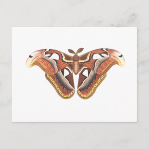 Schmetterlingstierinsekt abgeschieden postkarte