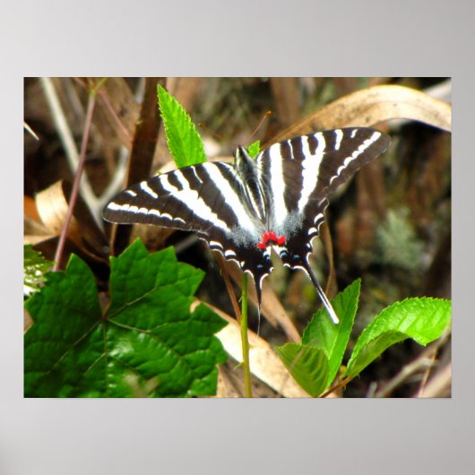 Schmetterlingsträume Poster (Vorne)