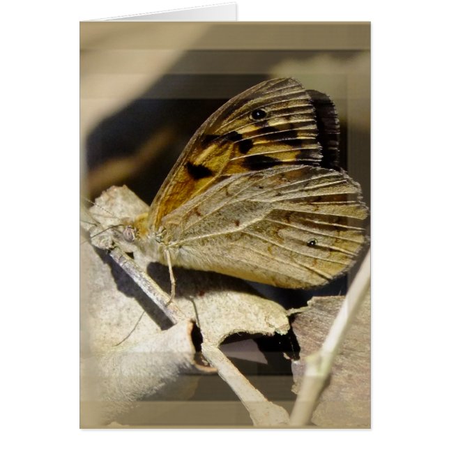 Schmetterlingsträumen (Vorne)