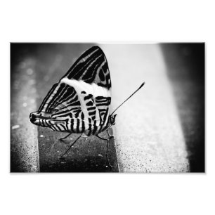 Schmetterlingsüberquerung Fotodruck