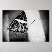 Schmetterlingsüberquerung Poster (Vorne)