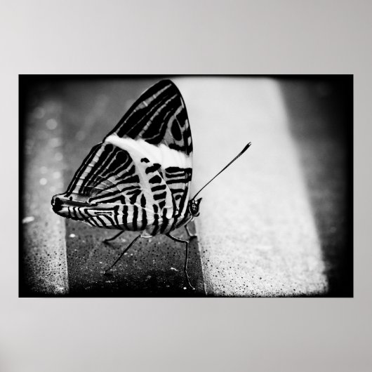 Schmetterlingsüberquerung Poster (Vorne)