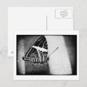 Schmetterlingsüberquerung Postkarte (Vorne/Hinten)