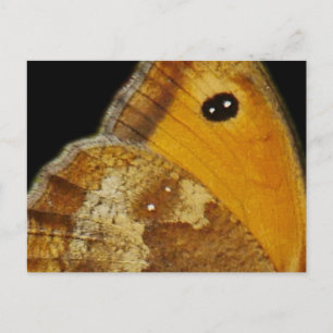 Schmetterlingswache Postkarte