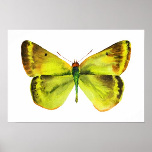 Schmetterlingswatercolor-Lackplakat Poster (Vorne)