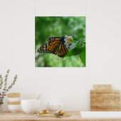 Schmetternde Monarchschmetterlinge auf Blume Poster (Küche)