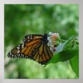 Schmetternde Monarchschmetterlinge auf Blume Poster (Vorne)