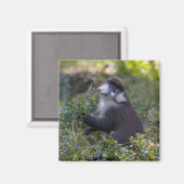 Schmidts fleckiger Affe Magnet (Vorderseite/Rückseite)