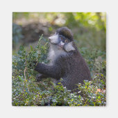 Schmidts fleckiger Affe Magnet (Vorne)