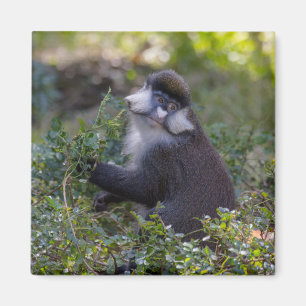 Schmidts fleckiger Affe Magnet