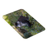 Schmidts fleckiger Affe Magnet (Rechte Seite)