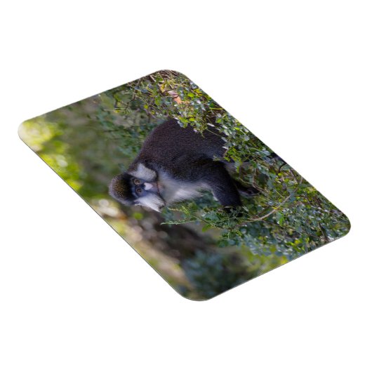 Schmidts fleckiger Affe Magnet (Rechte Seite)